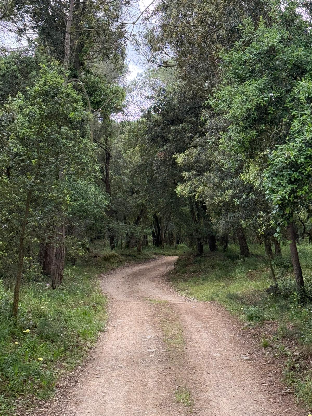 ”Camins