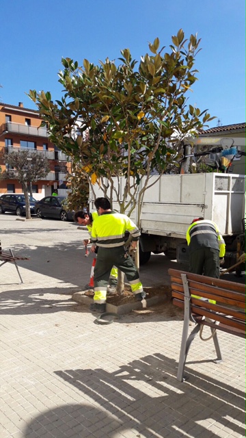 Magnolia al carrer Terral