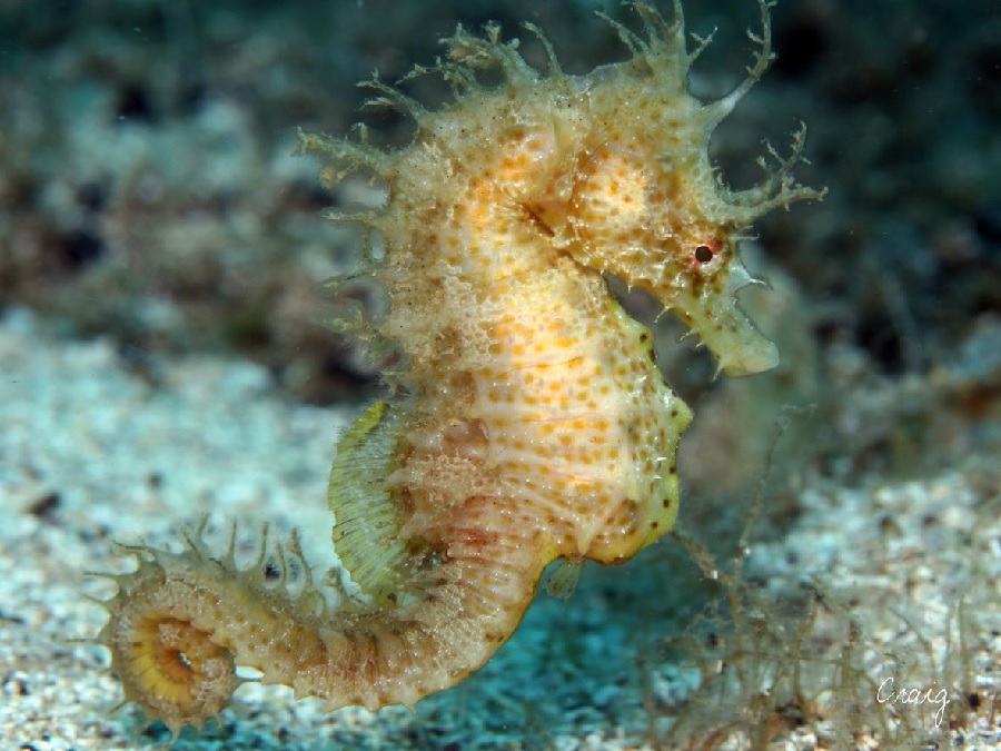 cavallets de mar