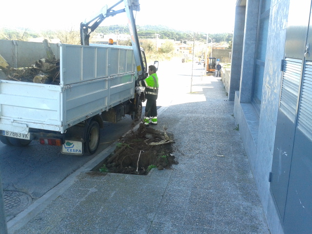 campanya de replantació de larbrat viari