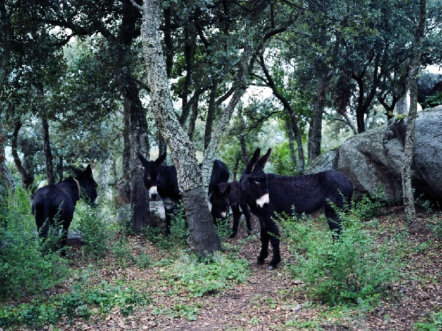 paisatges-surers
