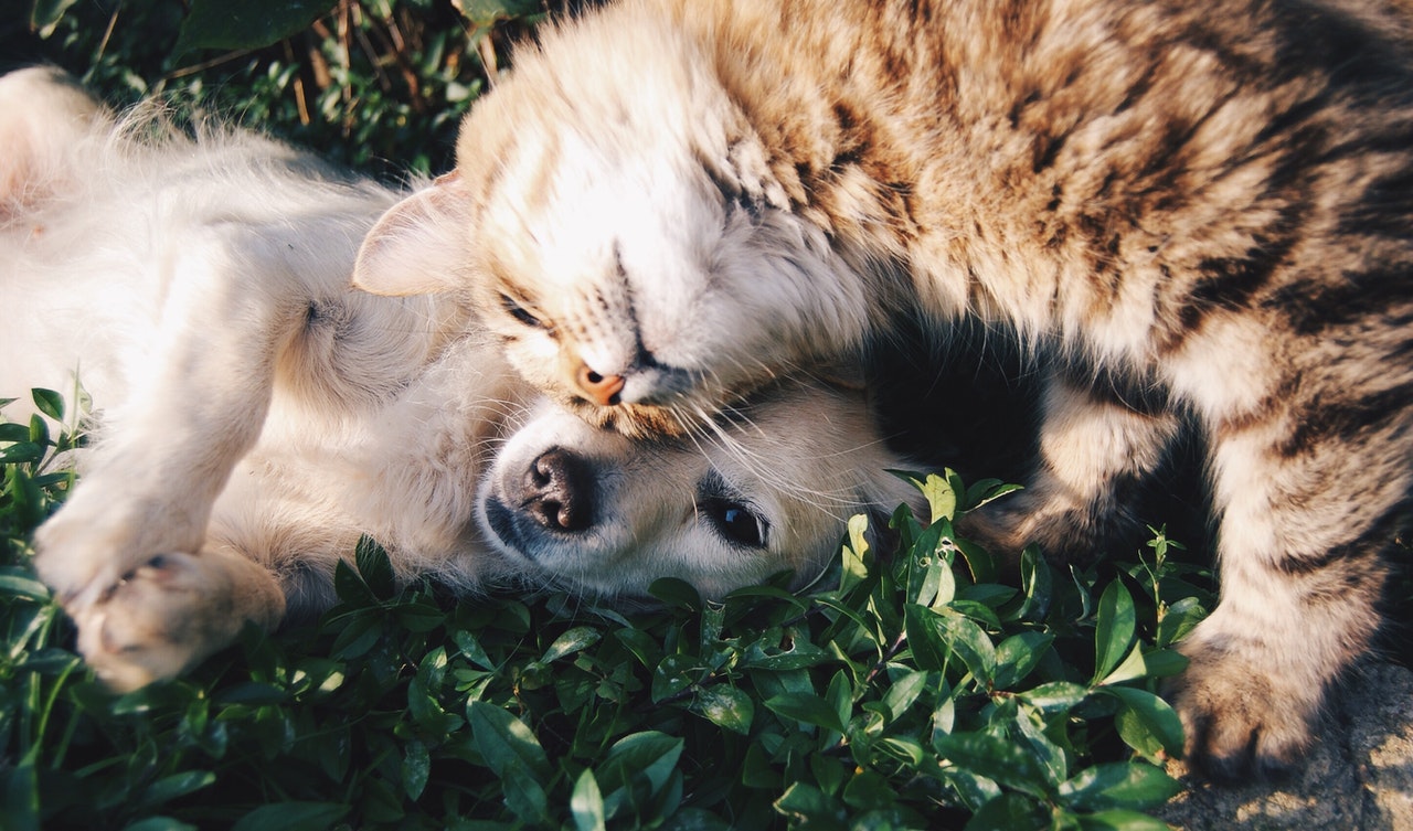 Consulta ordenança tinença d'animals