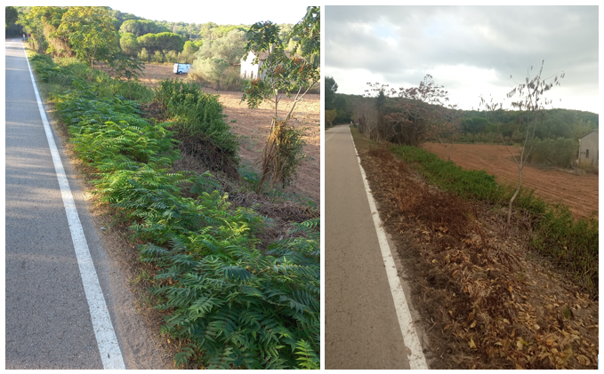 Actuacions plantes exòtiques invasores, àrea de Medi Ambient, Ajuntament de Palafrugell