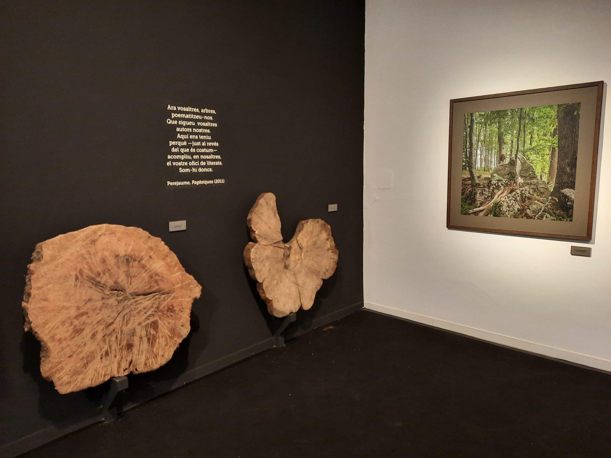 Exposició fotogràfica Bells boscos vells, Museu del Suro de Catalunya a Palafrugell, Ajuntament de Palafrugell