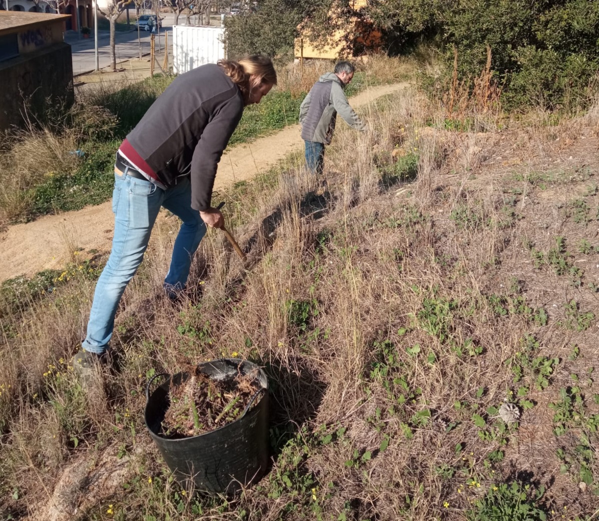 Tasques d’eliminació de la flora invasora a l’entorn del municipi, Àrea de Medi Ambient, Ajuntament de Palafrugell