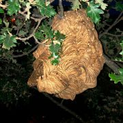 Niu de vespa asiàtica trobat el 2019 a Palafrugell, a la Plaça de Mirepoix